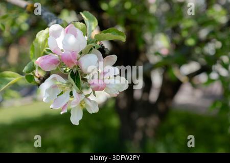 Nahaufnahme der Apfelbaumblüten, die sich mit leuchtend grünen Blättern und einem verschwommenen Hintergrund der Natur öffnen Stockfoto