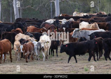 Die Herde von gemischten Rindern bewegt sich über ein grasbewachsenes Paddock im ländlichen Australien und zeigt offenes Ackerland, Viehzucht und alltägliches Landleben. Stockfoto
