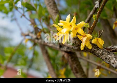 Zarte gelbe Forsythienblüten entfalten sich auf einem strukturierten Baumzweig und signalisieren den Frühling mit leuchtender Farbe und neuem Wachstum Stockfoto