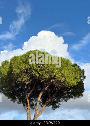 Pinus pinea ist eine Kiefer, aber sie ist auch als Schirmkiefer oder Sonnenschirmkiefer bekannt Stockfoto