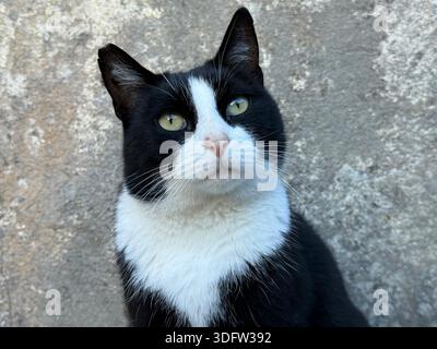 Italienische Katze schwarz-weiß gatto Stockfoto