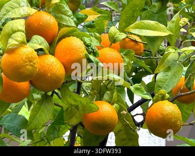 Orangenbaum mit reifen Früchten Stockfoto
