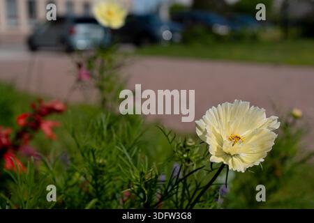 Zarte blassgelbe Kosmosblume mit Rüschenblättern, die an einem sonnigen Tag in einem Garten blühen Stockfoto