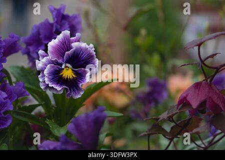 Eine detaillierte Ansicht einer einzelnen Stiefmütterblüte mit ihren komplizierten Blütenblättern und satten Farben im Hintergrund mit weichem Fokus im Garten Stockfoto
