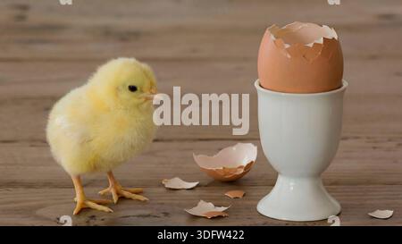 Ein frisch geschlüpftes Küken steht neben dem Ei Stockfoto