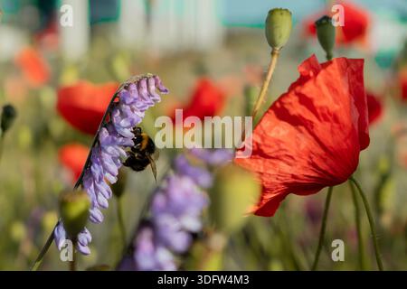 Eine flauschige Hummel bestäubt eine zarte violette Blüte mit leuchtend roten Mohnblumen und Samenkapseln im weichen Hintergrund Stockfoto