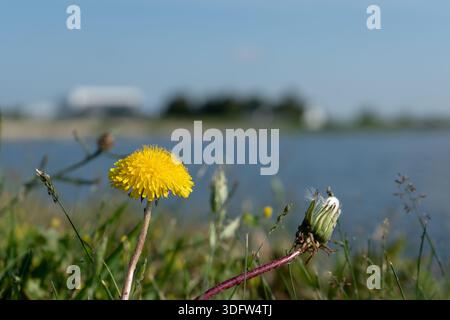 Im Vordergrund steht eine leuchtend gelbe Löwenzahnblüte mit einem sich entwickelnden Samenkopf in der Nähe, der vor einem weichen Hintergrund aus Wasser und Himmel steht Stockfoto