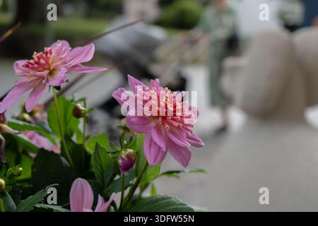 Nahaufnahme von zarten rosa Dahlienblüten mit komplexen Zentren, die in einem Garten blühen Stockfoto