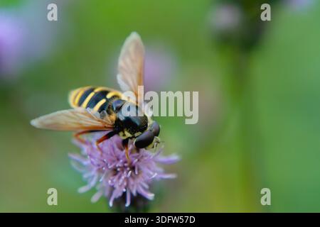 Makroaufnahme eines hoverfly mit gelben und schwarzen Streifen auf einer lila Blume Stockfoto
