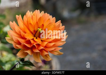 Eine atemberaubende, voll blühende orange Dahlia zeigt ihre komplizierte Blütenstruktur vor einem sanft verschwommenen Hintergrund und unterstreicht ihre natürliche Schönheit Stockfoto