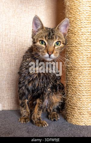 Eine junge, nasse und verärgerte Katze, die nach dem Bad auf einem Regal mit einem Kratzbaum sitzt und unbeeindruckt und zottelig aussieht Stockfoto
