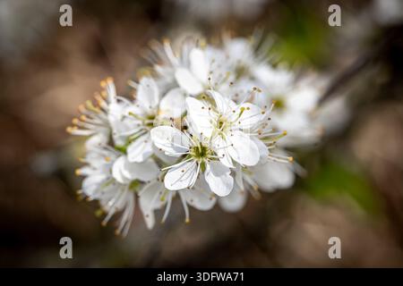 Eine Nahaufnahme der hübschen Schwarzdornblüte an einem sonnigen Apriltag Stockfoto