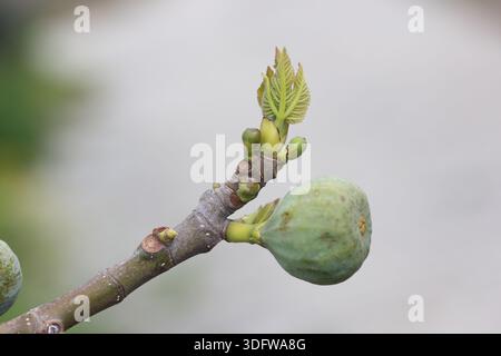 Knospen und rohe Feigenfrüchte auf einem Zweig eines Feigenbaums Stockfoto