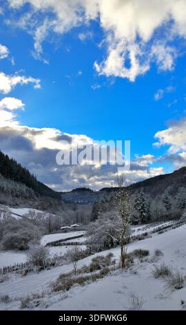 Walisisches Ackerland im Winter mit schneebedeckten Feldern und Kiefernwäldern. Stockfoto