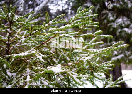 Weihnachtsbaum. Schottenkiefernzweige im Schnee. Zweige eines schneebedeckten Nadelbaums. Nahaufnahme. Baum im Winterwald. Natürlicher Hintergrund. spri Stockfoto