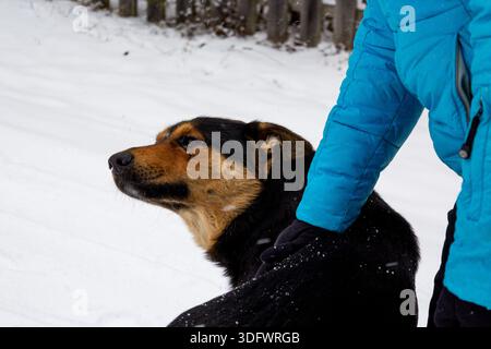 Porträt eines schönen schwarzen und roten Hundes, eines Halbrassen-Hundes, in der Natur, das Aussehen eines Hundes. Der deutsche Schäferhund lächelt darüber, dass es sich um eine Str. Stockfoto