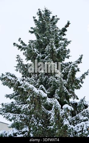Vertikale Zusammensetzung eines vollen Nadelbaums mit geschichteten Zweigen, die mit weißem Schnee beladen sind und sich vom unteren Stamm aus dem Rahmen bis zur spitzen Krähe erstrecken Stockfoto