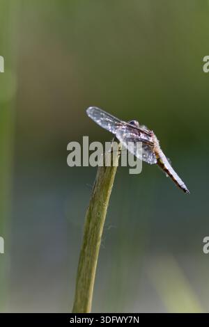 Hintergrundbeleuchtete Makroaufnahme einer breitkörperigen Chaser-Libelle (Libellula depressa), die auf einem Stiel thront, die Flügel mit Morgentropfen gegen einen weichen Bock bedeckt sind Stockfoto