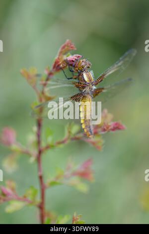 Hintergrundbeleuchtetes Makro einer breitkörperigen Chaser-Libelle (Libellula depressa), die auf einer Pflanze thront, mit Flügeln bedeckt mit glitzernden Morgentropfen. Stockfoto