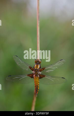 Die breitbeinige Chaser-Libelle (Libellula depressa) zeigt detaillierte Flügelverehrung und einen gelbbraunen Bauch, während sie auf der Vegetation ruht. Stockfoto