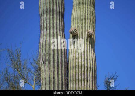 Ein groer Baum wie Kaktus, haben Zweigstellen in it, wie sie im Saguaro  National Park alter Stockfotografie - Alamy