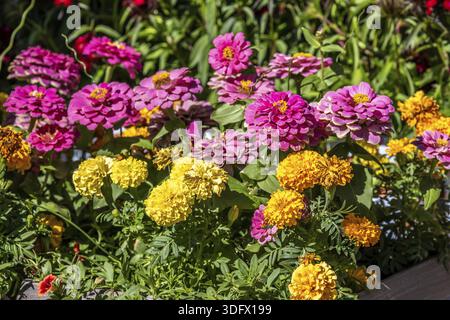Blühendes rosa und gelbes Pelargonium unterstreicht den Blick auf die Natur im Mount Lemmon Stockfoto