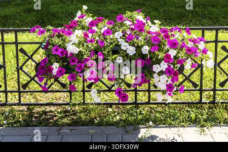 Dekorative Blumen auf dem Zaun an der Stadtstraße im Sommer sonnigen Tag, städtische Floristik Stockfoto