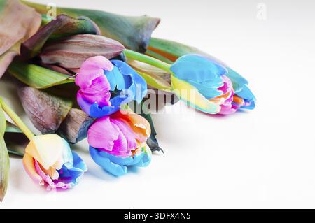 Bündel von ungewöhnlichen bunten Tulpen auf weißem Hintergrund Stockfoto