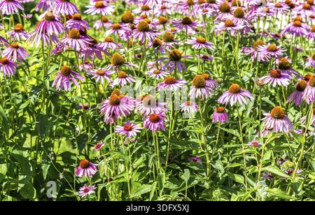 Rosa Echinacea-Blüten auf Grün Natur Hintergrund hautnah Stockfoto