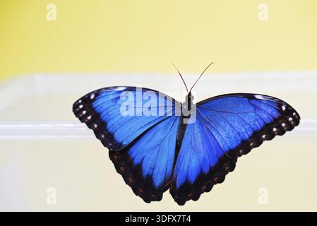 Blaue morpho Butterfly sitzen auf dem Finger jver gelben Hintergrund Stockfoto