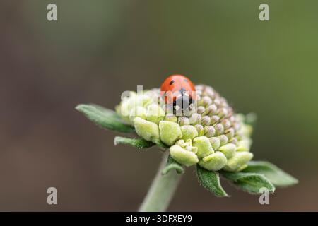 7-Spot Marienkäfer, der auf Blütenknospen ruht Stockfoto
