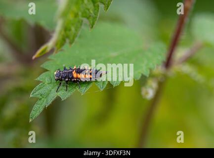 Harlequin Lady Bird Larven, Harmonia axyridis, asiatische Käfer in einem Garten auf einem Blatt ruhend, gefräßige Blattlaus fressen, orange und schwarz mit Stacheln, Co Stockfoto