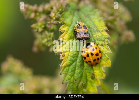 Asiatische Lady Beetle Harmonia axyridis, ihre harte Hülle Puppenzelle, die als Lady Käfer hinterlassen wurde, hat sich zu einer vollständig geformten Lady Käfer entwickelt. Stockfoto