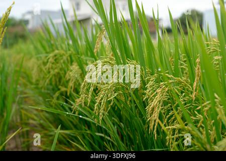 Grüne Reisfelder, nahe gelegene Reisfelder, grüne Reisfelder mit hohem Gras, Reisfelder in Asien. Stockfoto