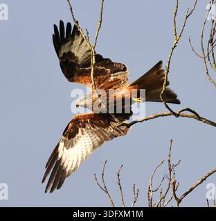 Red Kite (Milvus milvus) im Flug über die Cotswold Hills in Gloucestershire, Großbritannien Stockfoto