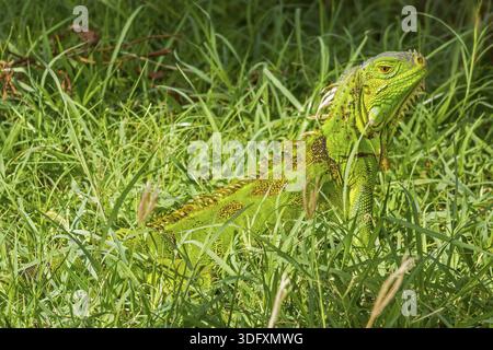 Green Iguana Zieht Durch Das Grass Philipsburg Saint Martin West Indies Stockfoto