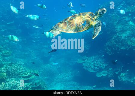 Grüne Schildkröte (Chelonia mydas) schwimmt unter Wasser am Great Barrier Reef vor Lady Elliot Island, Australien. Stockfoto