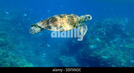 Grüne Schildkröte (Chelonia mydas) schwimmt unter Wasser, umgeben von verschiedenen Rifffischen am Great Barrier Reef vor Lady Elliot Island, Australien. Stockfoto