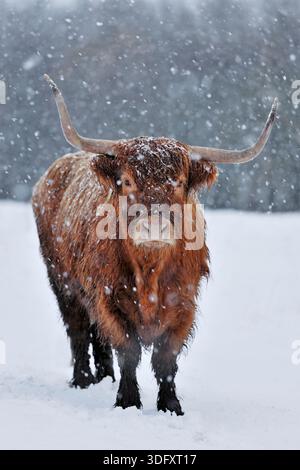 Highland Cow (Bos taurus), weiblich in Schneeschauer, Berwickshire, Schottische Grenzen, Schottland, November 2010 Stockfoto