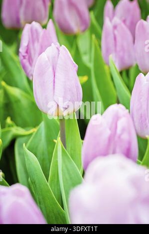 Rosa Tulpen wachsen im Garten auf Blumenbeeten. Geringe Schärfentiefe. Konzentriere dich auf die linke Tulpe Stockfoto