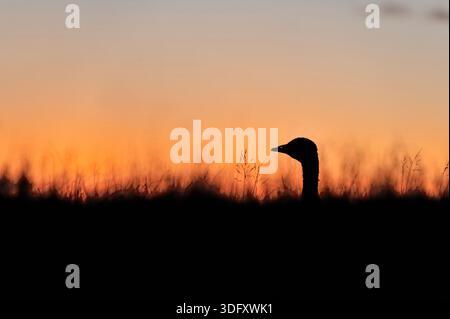 Rosafarbene Gänse (Anser brachyrhynchus) Silhouette von Gänse durch Zimmer in der Nähe von Süßwasserloch in der Abenddämmerung, Scottish Borders, Schottland, Oktober Stockfoto