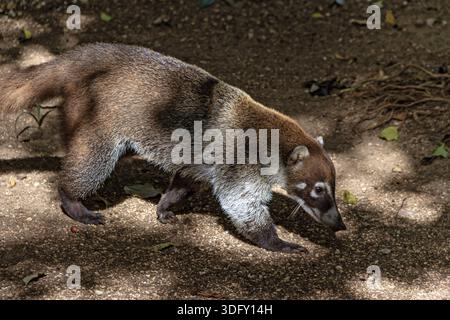 Nasenbär-Jagd im Dschungel-Mexiko Stockfoto