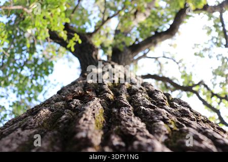 Ein Blick auf die Seite einer rauen Eiche Anfang Oktober, mit Blättern, die gerade beginnen, Farbe zu färben. Stockfoto