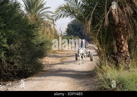 Luxor, Ägypten, 7. Januar 2026. Ein älterer ägyptischer Bauer, der einen Esel und einen Wagen auf Ackerland am Westufer des Nils fährt Stockfoto