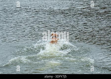 Cherryful erwachsener brauner Hund, der spielerische Aktivität mit plätscherndem Wasser im Fluss genießt, während er Bewegung und gesunden Lebensstil unterstützt Stockfoto
