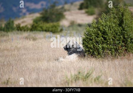 Ein großer Schäferhund ruht in trockenem Gras neben einem grünen Busch in einer ländlichen Berglandschaft Stockfoto
