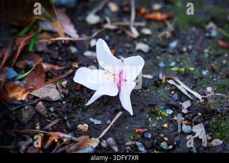 Nahaufnahme gefallene Blütenblätter Kirschblüte oder Sakura auf feuchtem Boden im Garten Stockfoto