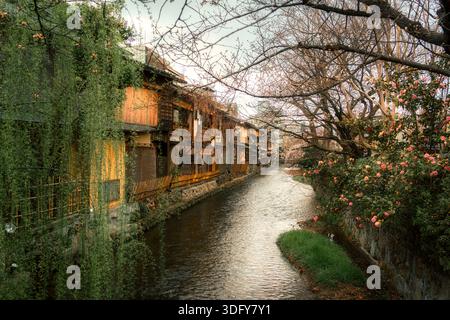 Traditionelle japanische Holzhäuser entlang des ruhigen Shirakawa-Kanals im Frühling in Shinbashi dori, Kyoto, Japan Stockfoto