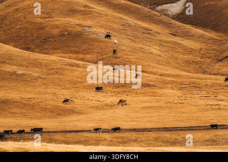Kuhherde, die auf trockenem Gras an Hanglagen in Weideland weidet Stockfoto