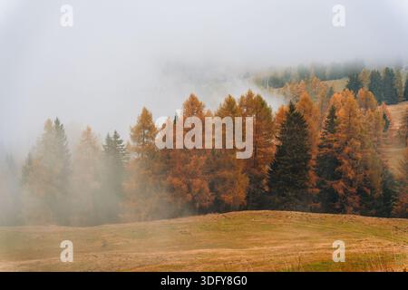 Herbstlandschaft mit goldenen Lärchen auf einem Grasberg mit weichem Nebel am frühen Morgen in den Dolomiten, Italien Stockfoto